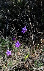 Wildflower Trail - Guided Walk (Groups only)