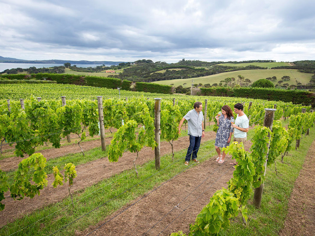 Matakana Wine and Food Tour