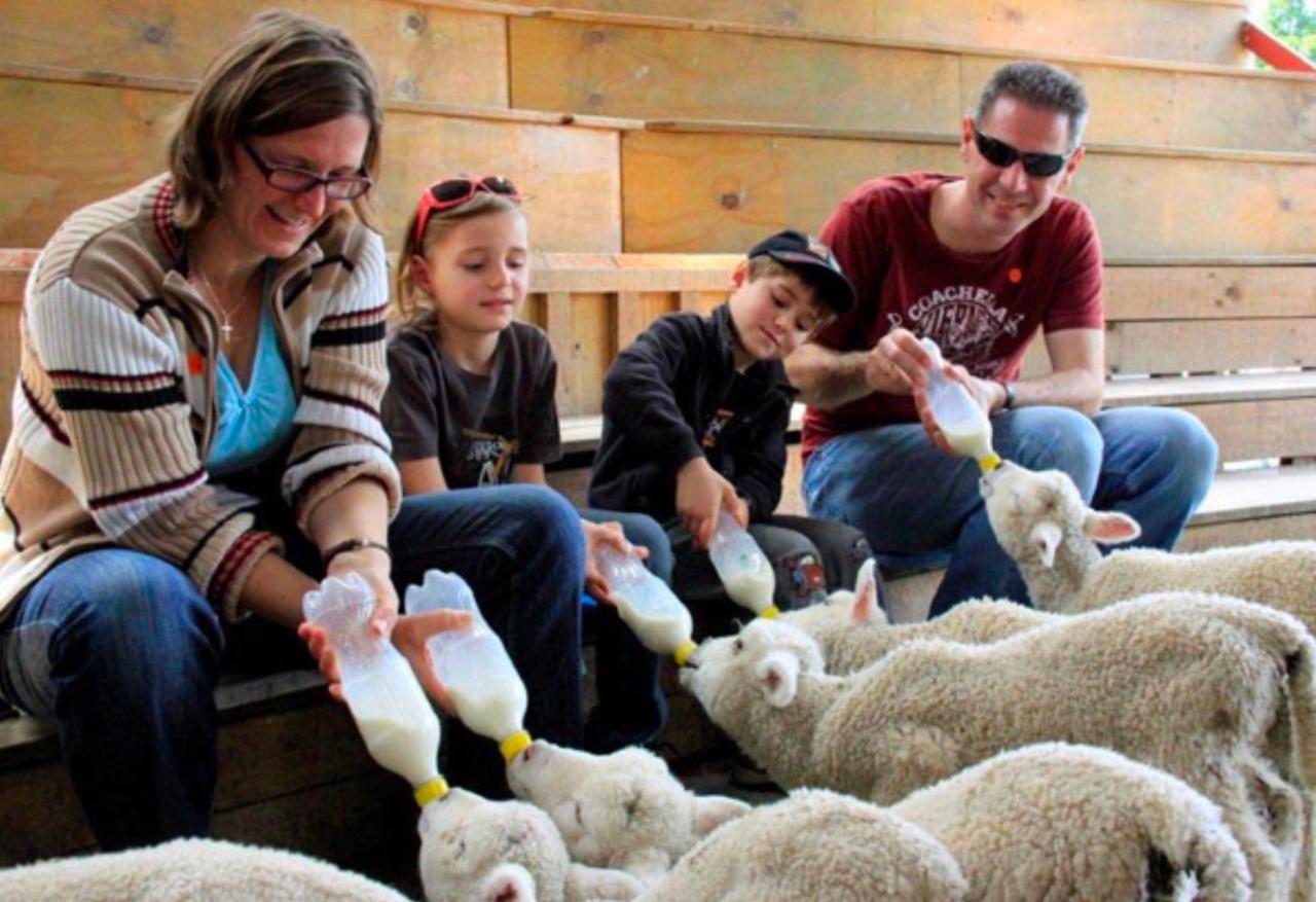 Matakana Hinterland Tour