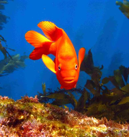 Advanced Open Water Course (2 or more participants - 5 dives)
