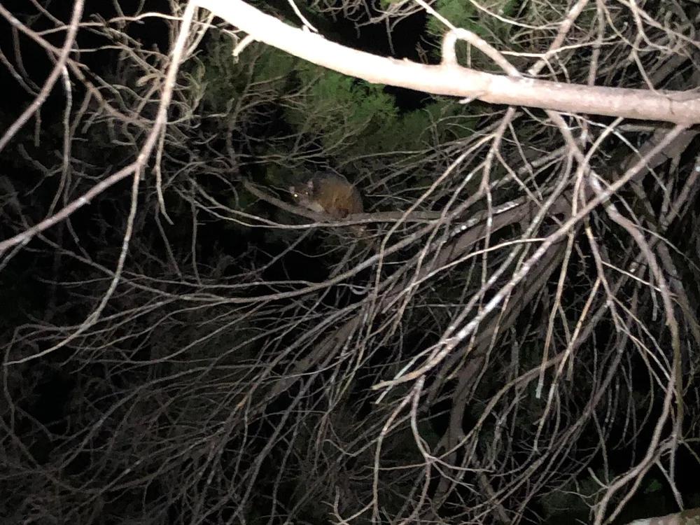Hike Australia - Noosa National Park Night Walk