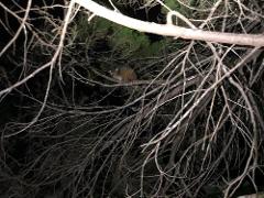 Hike Australia - Noosa National Park Night Walk