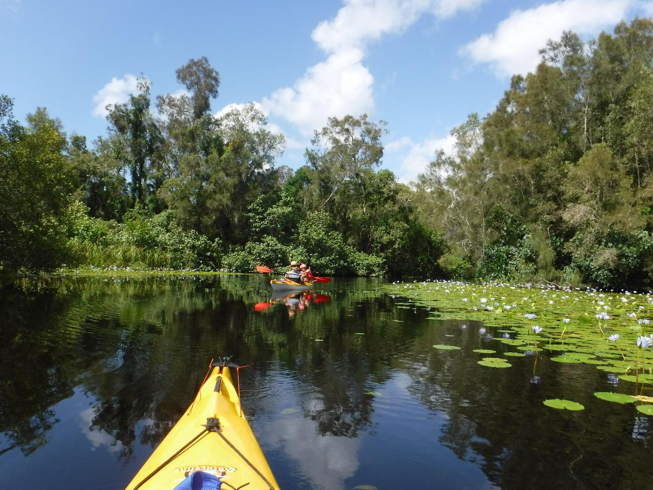 1 Day Truly Sustainable Noosa Everglades GUIDED Kayak Tour