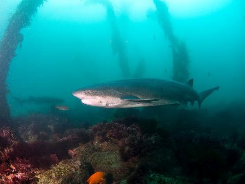 Sevengill Shark Diving Expedition