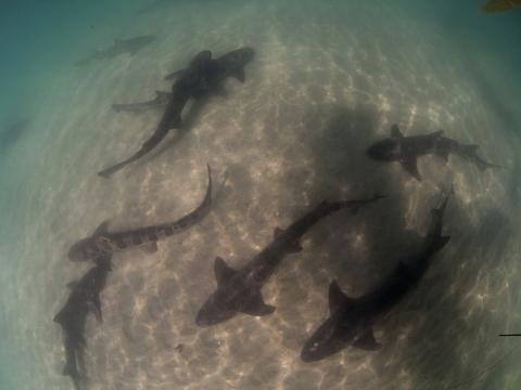 Leopard Sharks La Jolla Shores Snorkeling