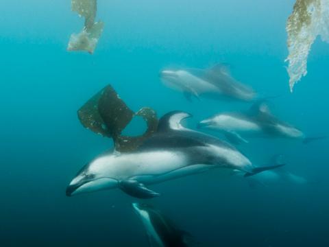Whale and Dolphin Expedition