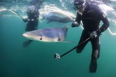 Blue & Mako Shark Expedition