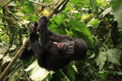 Active Uganda Gorilla Trekking, Hiking, and Safari Adventure