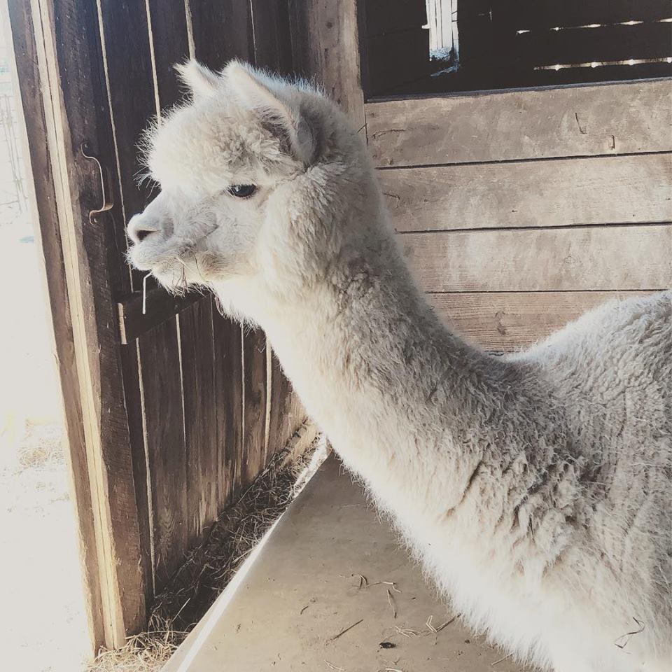 Alpaca Ranch Tour & Bonfire