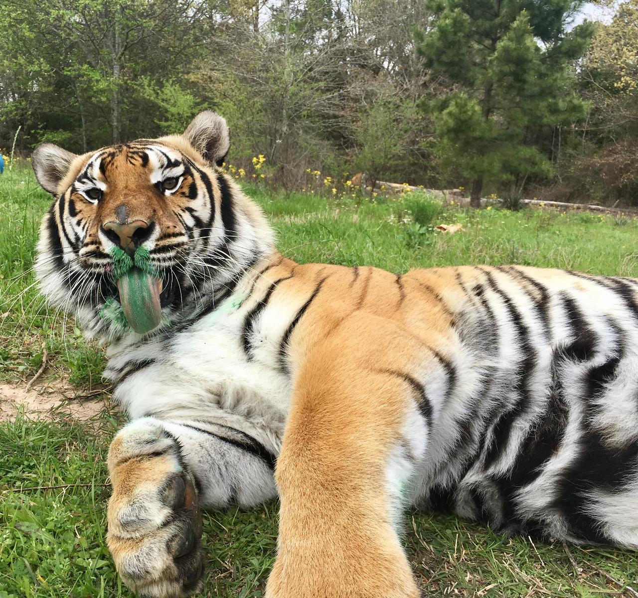 Texas Animal Sanctuary Experience