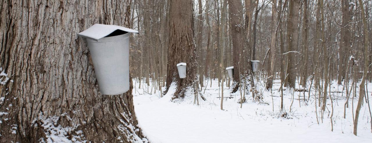 Guided Maple Sugaring Hike in Cincinnati