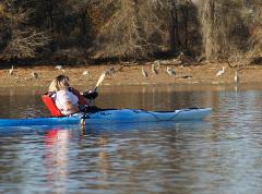 Chattanooga Sandhill Crane Kayak Eco Tour