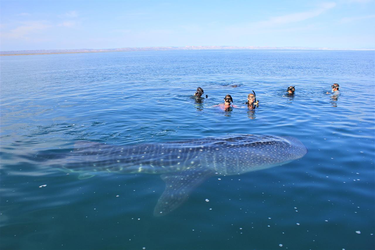 Baja Out to Sea Adventure