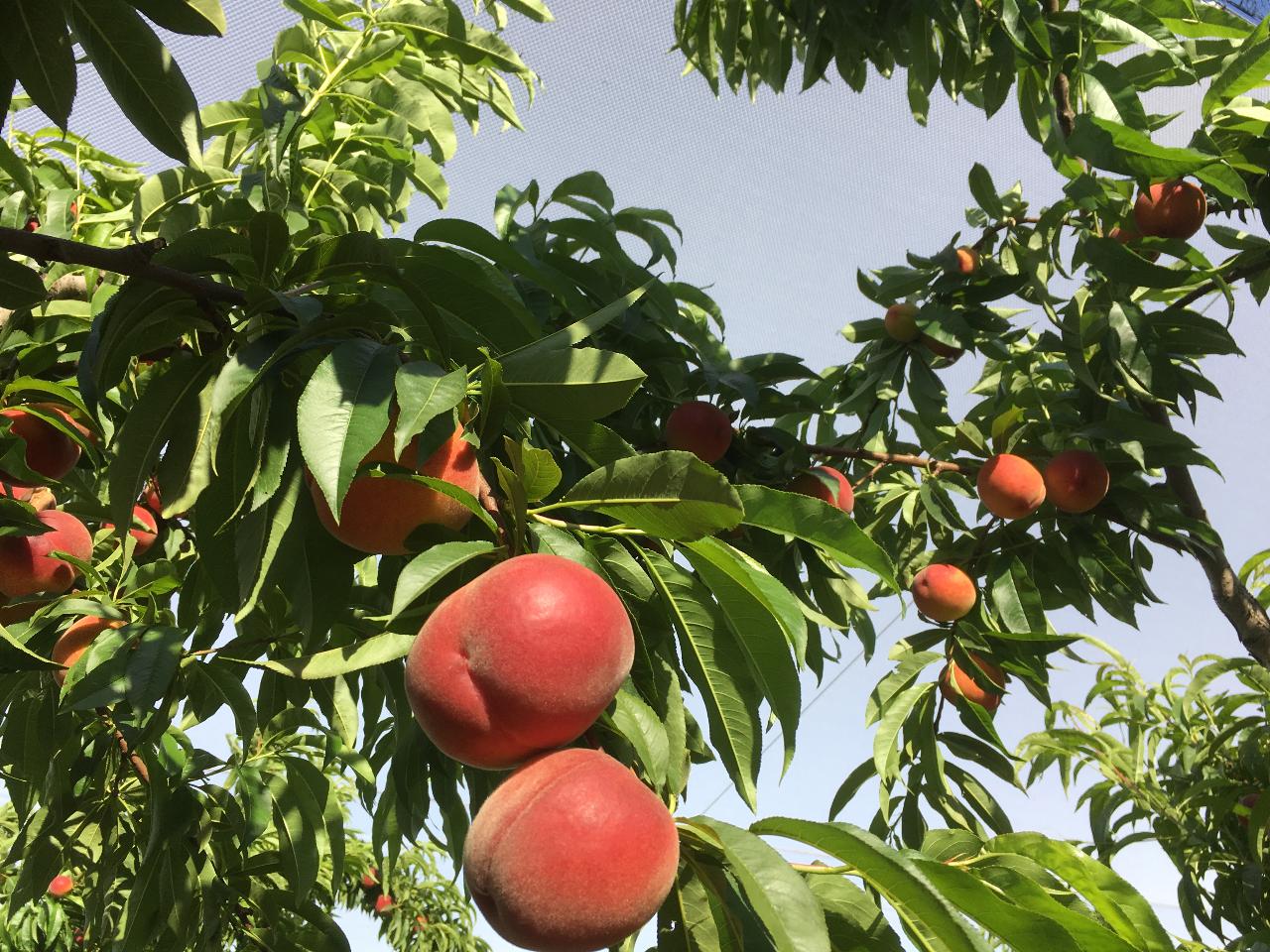 'Pick Your Own'- Stonefruit (Walking Tour)