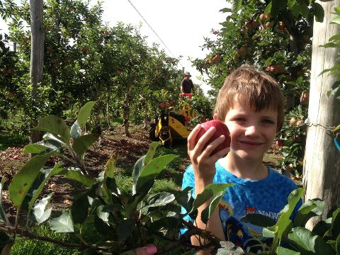 Childrens Pick Your Own 'Pink Lady Apple' Activity