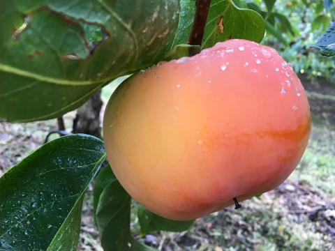 Pick Your Own Persimmons and 'Pink Lady Apple' Activity
