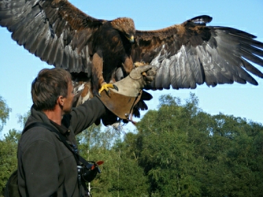 Full Day Falconry Experience