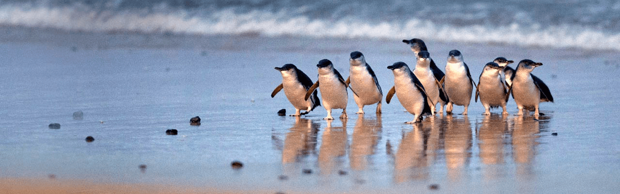 Phillip Island Penguin Parade Day Tour