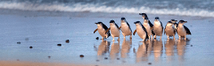 Phillip Island Penguin Parade Day Tour