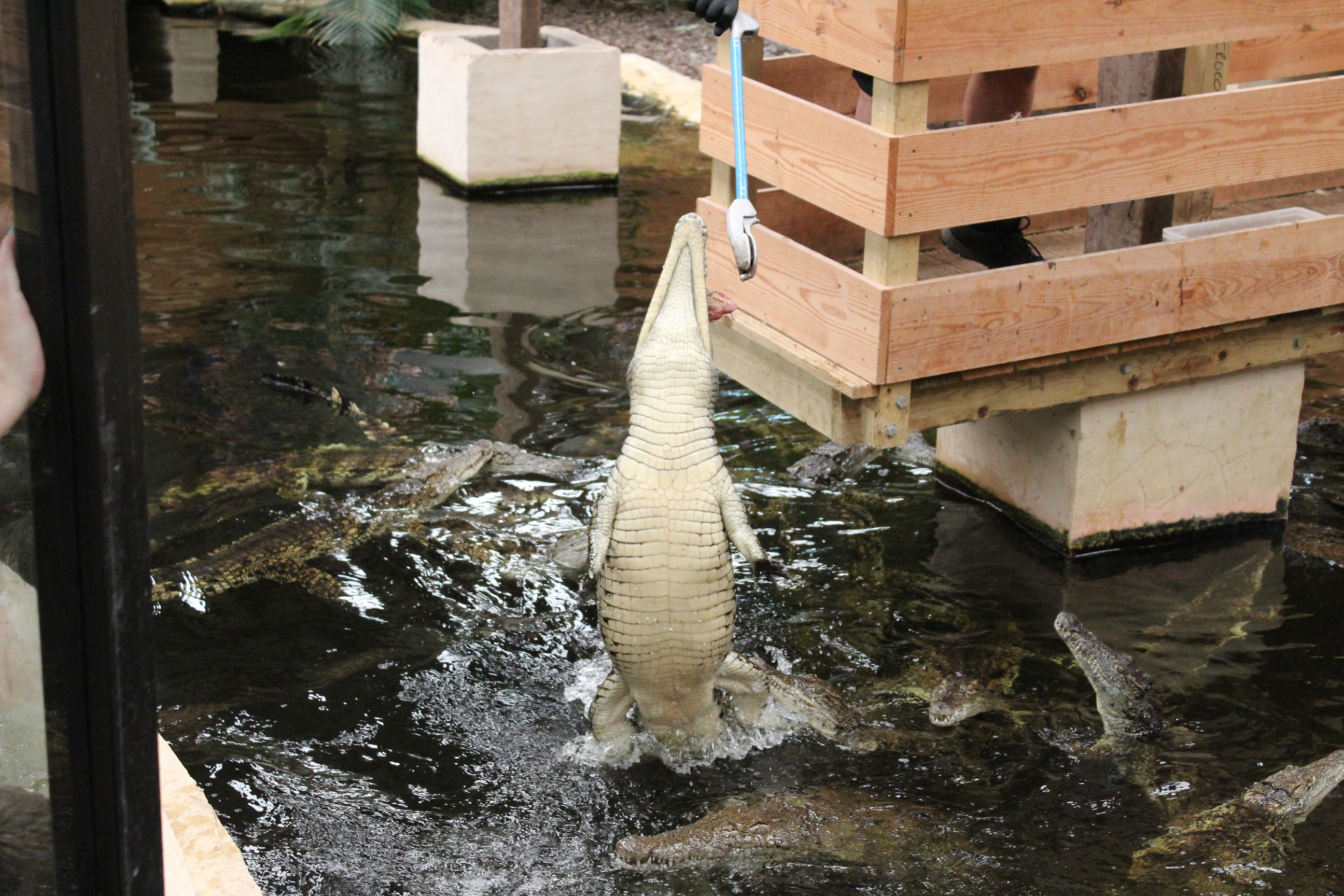 Nile Crocodile feeding Experience - Crocodiles Of The World Reservations