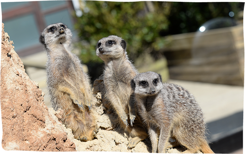 Meet The Meerkats