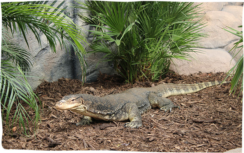 Walk With A Monitor Lizard