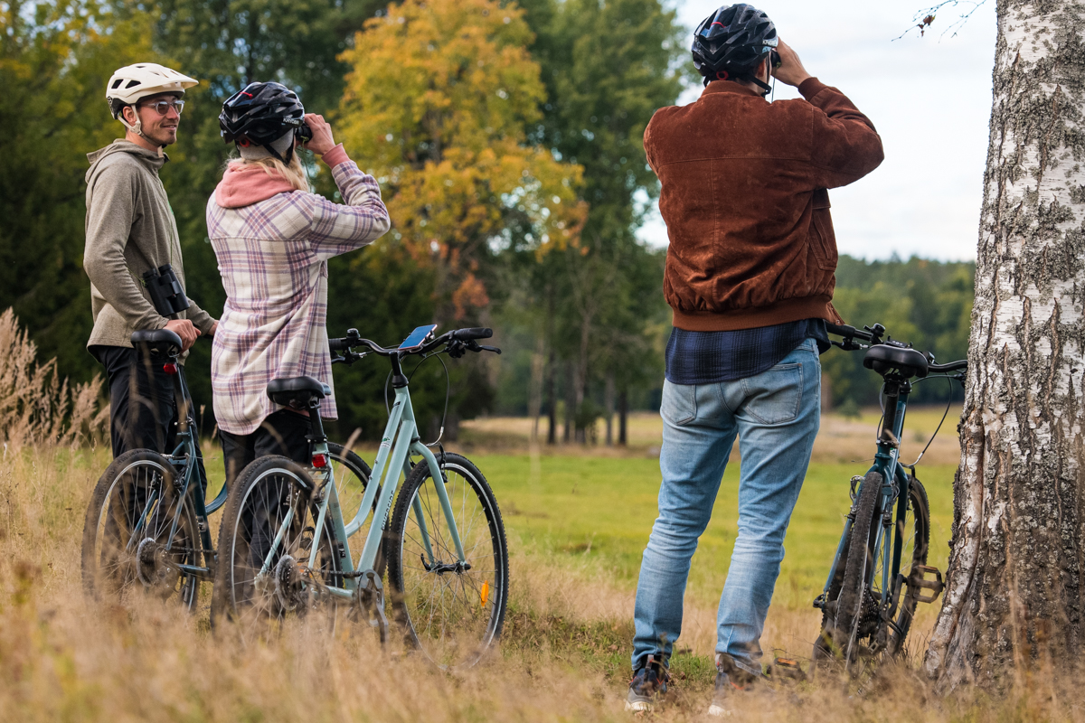 Deer Safari in Stockholm by Bike - evening trip