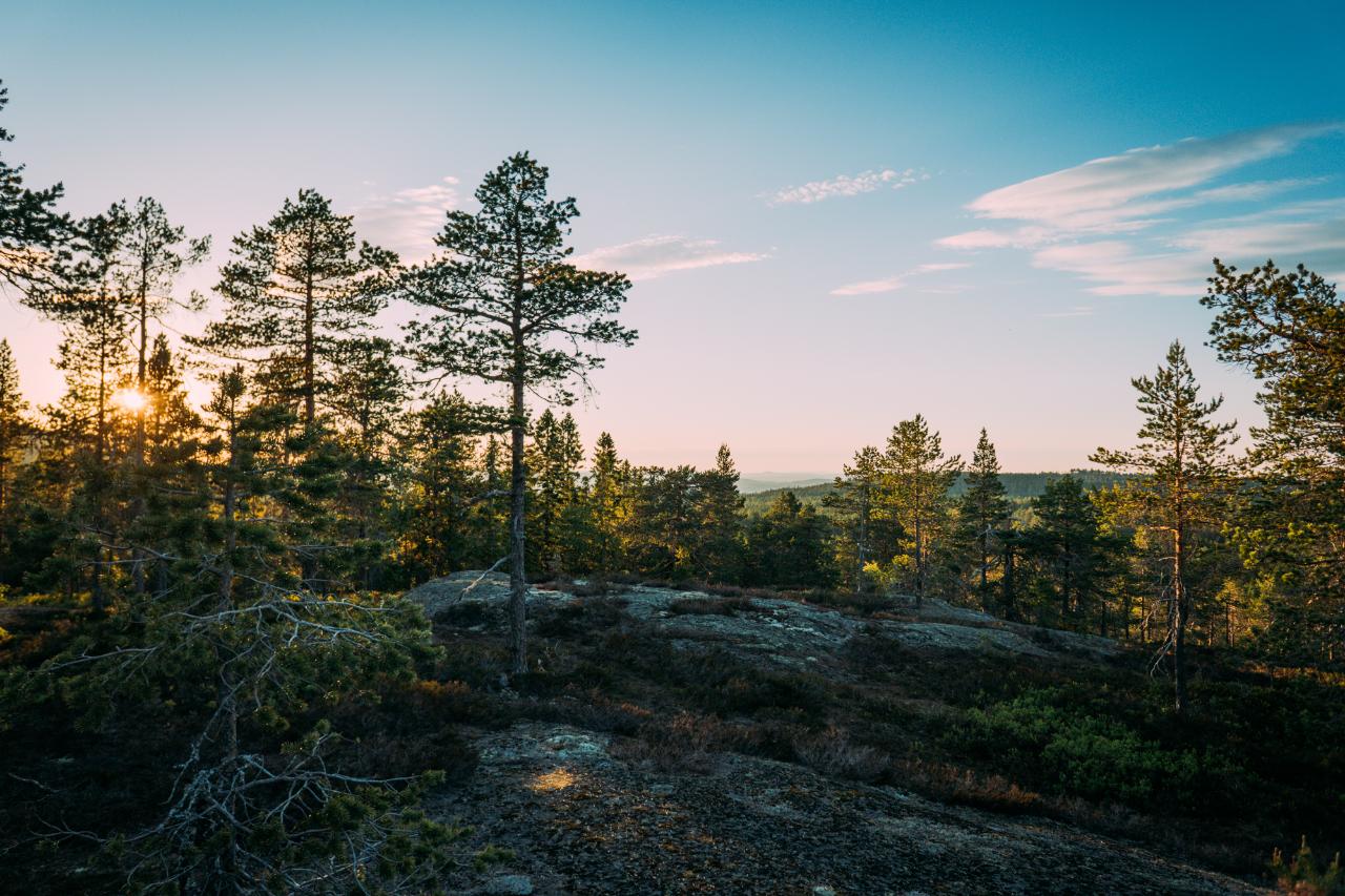 Evening Summer Hike - evening trip