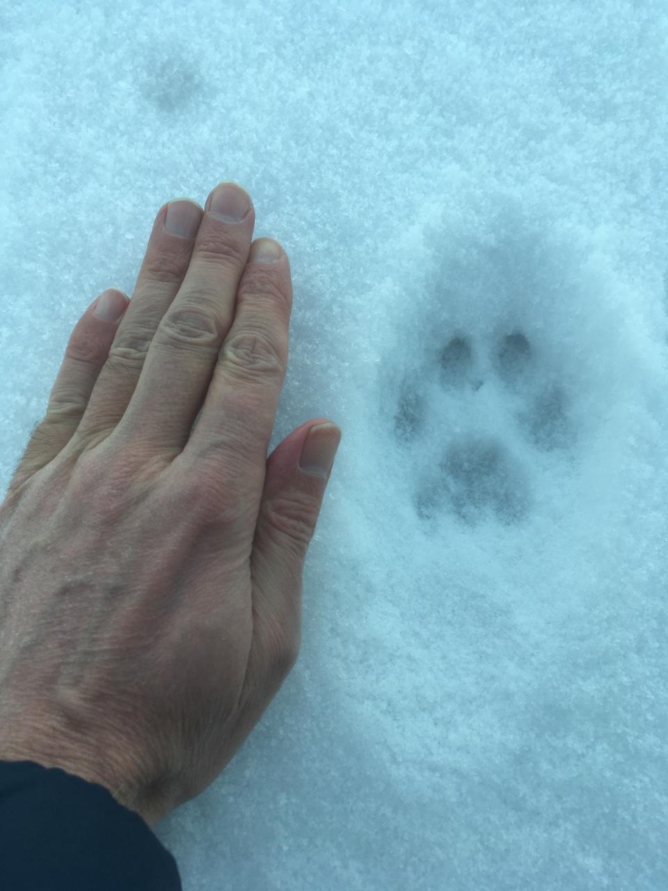 Wolf and Wildlife Tracking in Sweden