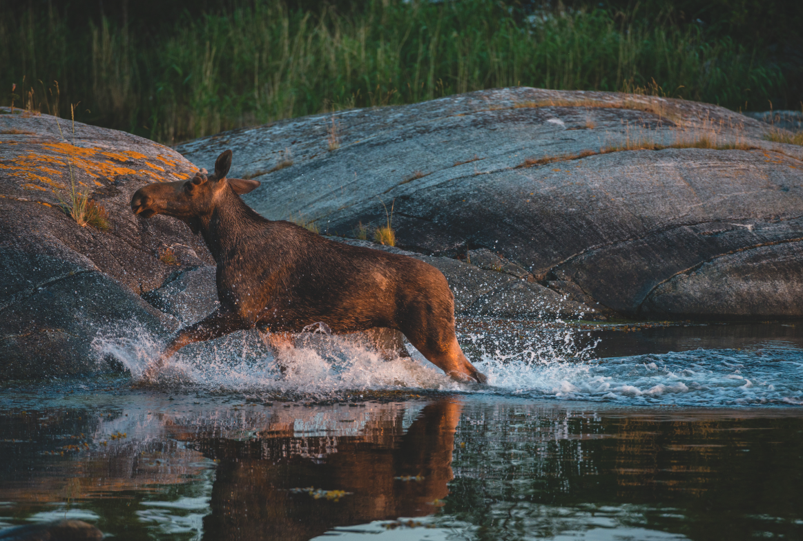 Moose and Wildlife Safari - evening tour