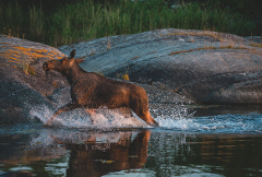 Moose and Wildlife Safari - evening tour