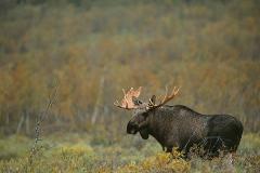 Moose & Wildlife Safari - evening trip