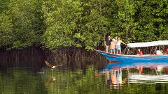 SIV: Langkawi Mangrove Forest and Eagle Watching with Lunch from Langkawi (Half Day Tour)
