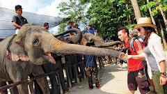 Private Tour: Elephant Sanctuary with Lunch from Kuala Lumpur (Full Day Tour)