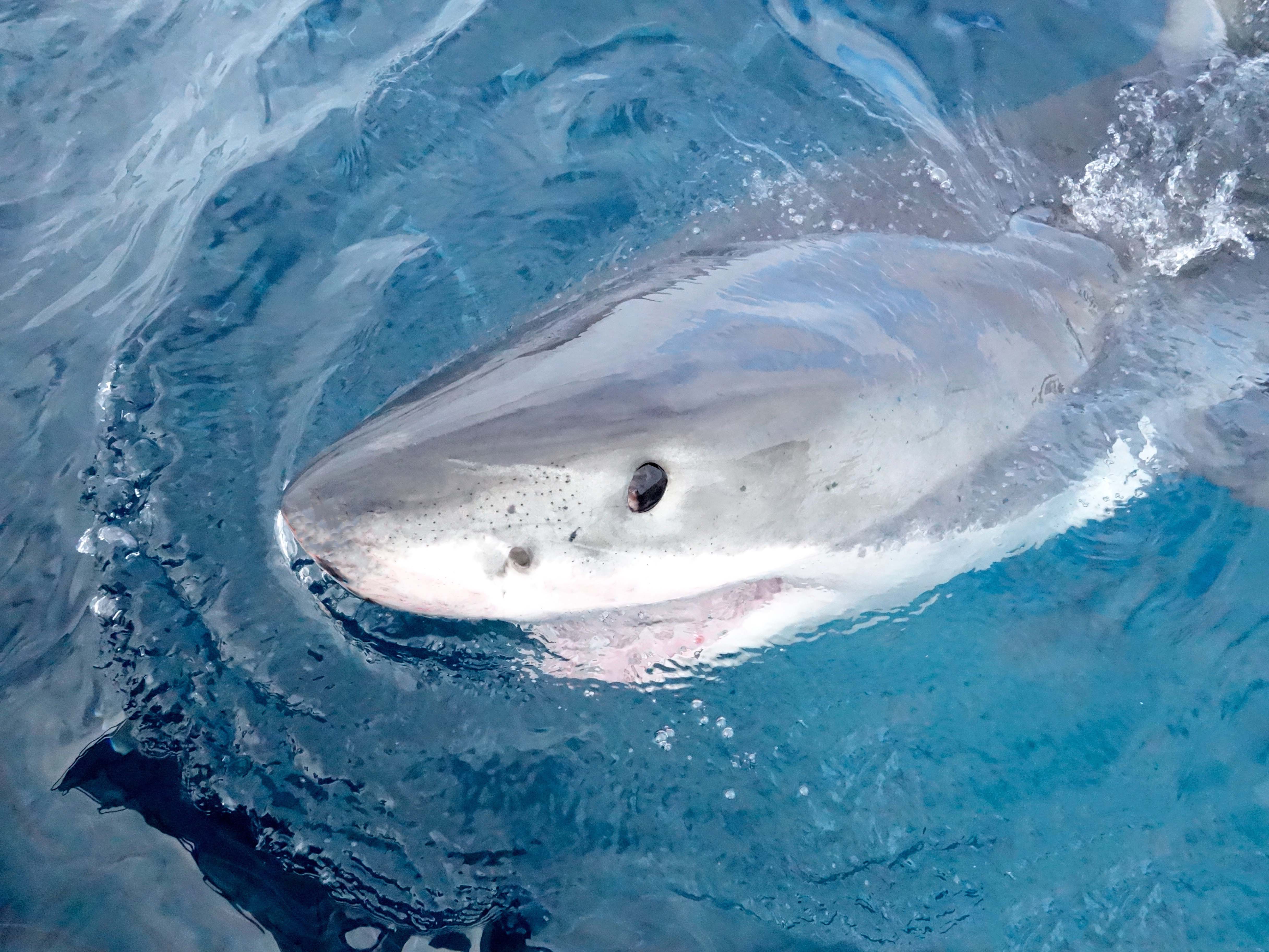 One day Great White Shark Tour - Twilight