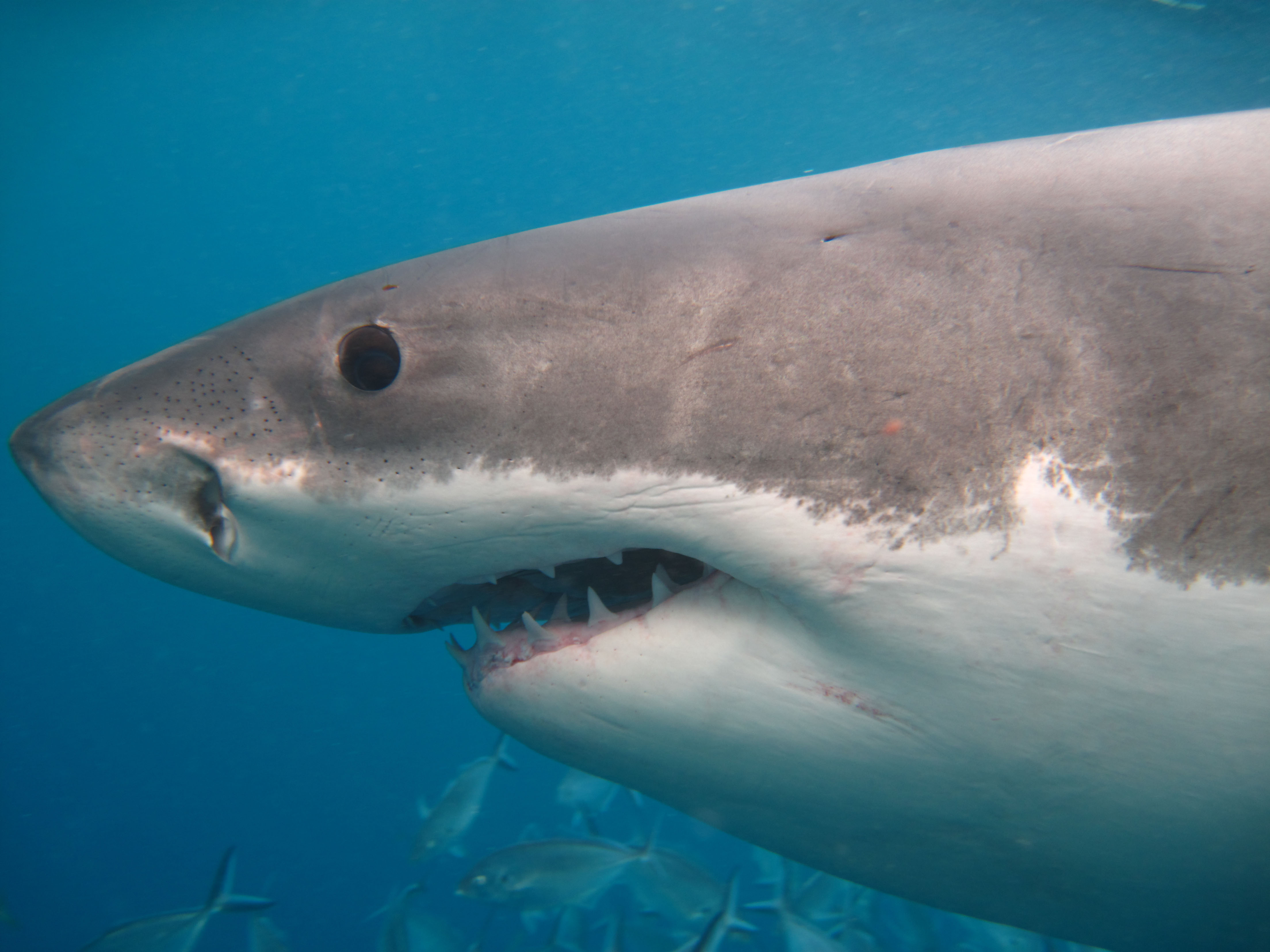 One day Great White Shark Tour - Twilight