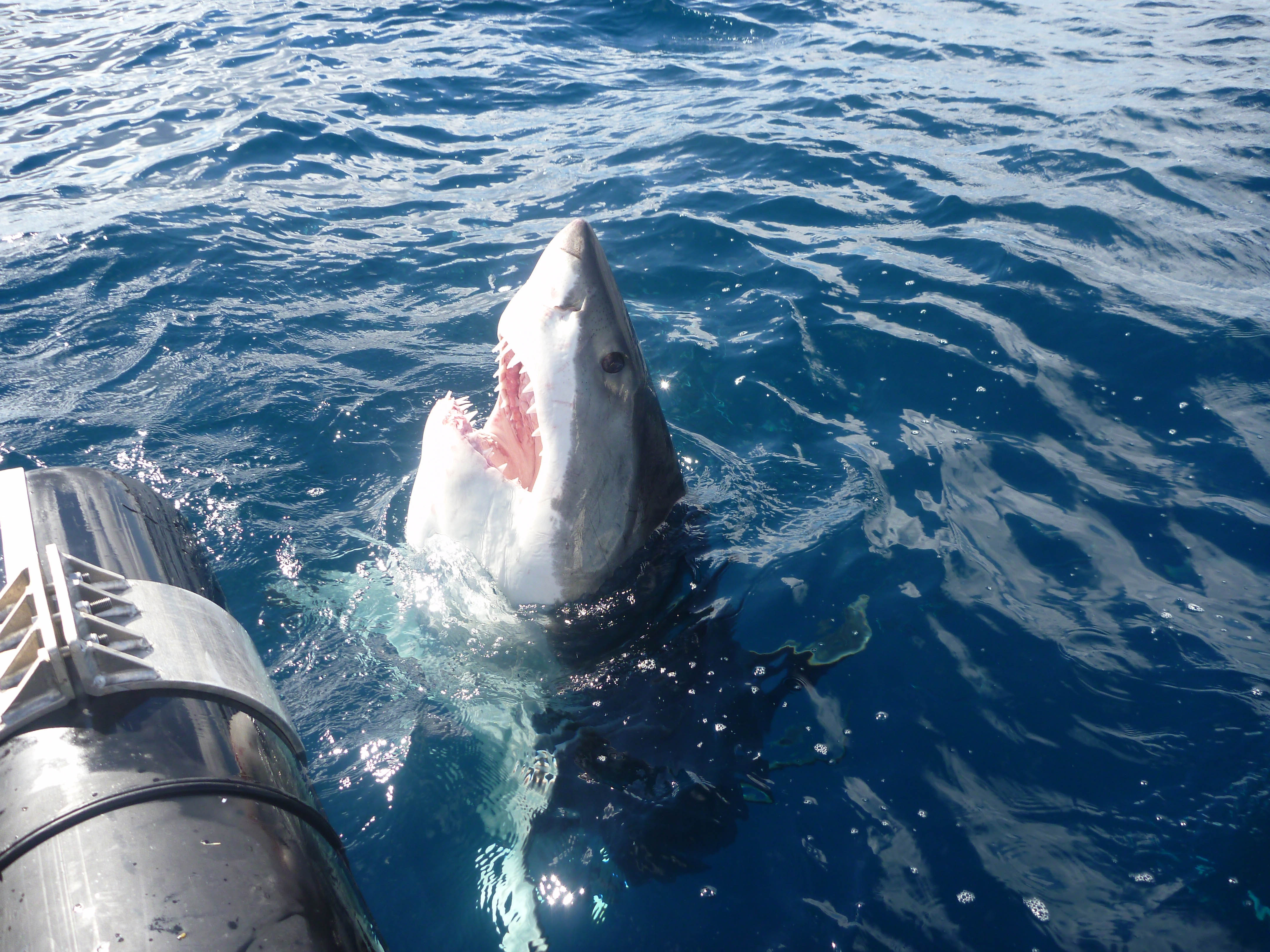 One day Great White Shark Tour - Twilight