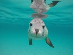 Swim with the Sealions - Double The Fun