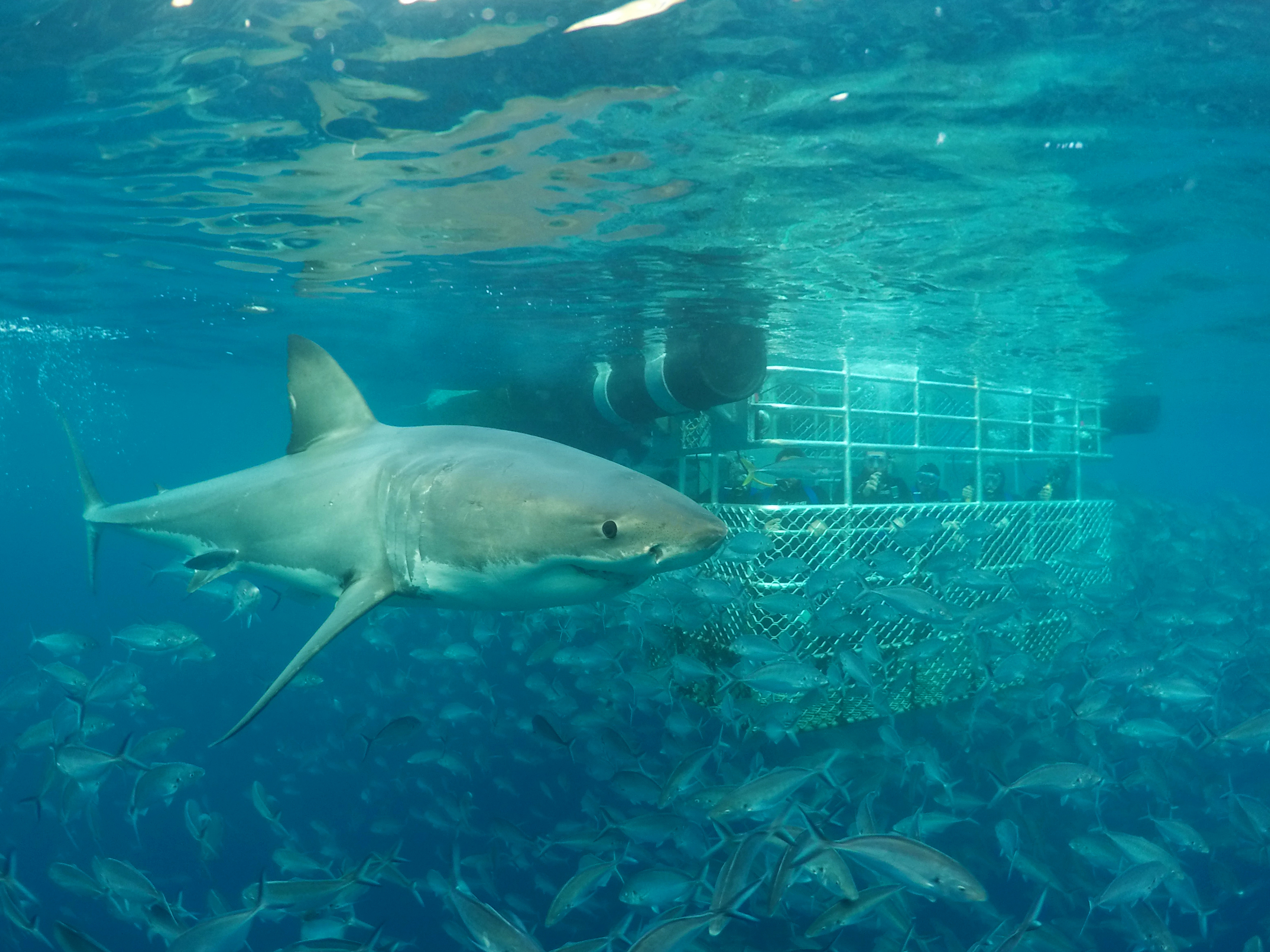 One day Great White Shark Tour - Twilight