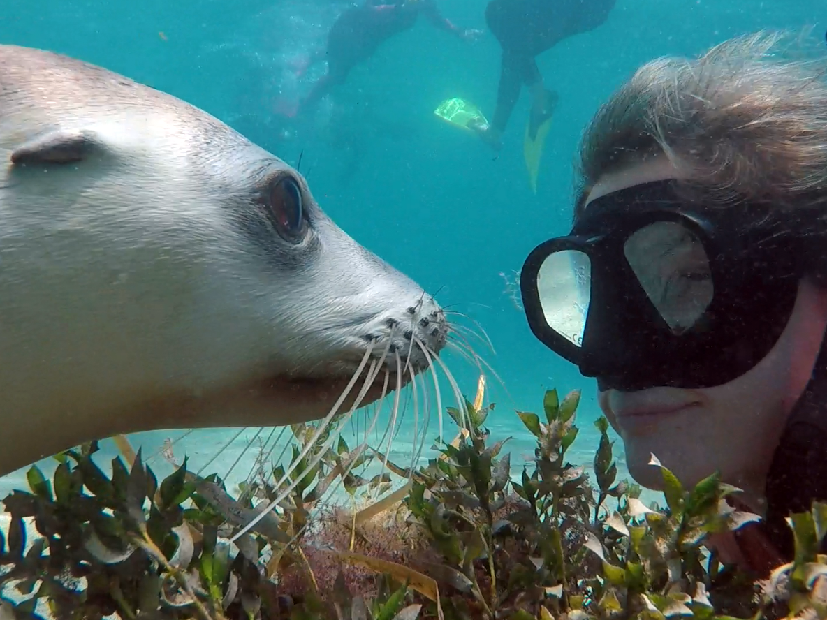 Swim with the Sealions