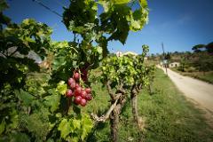 Car Transportation, Vineyard Tour & Wine Tasting and Sailing Experience to Barcelona
