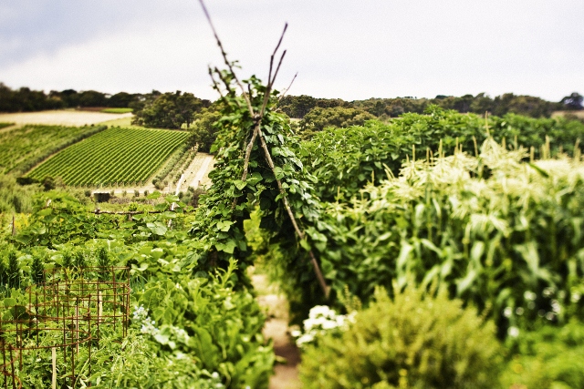 QANTAS Estate to Plate - A Gourmet Indulgence