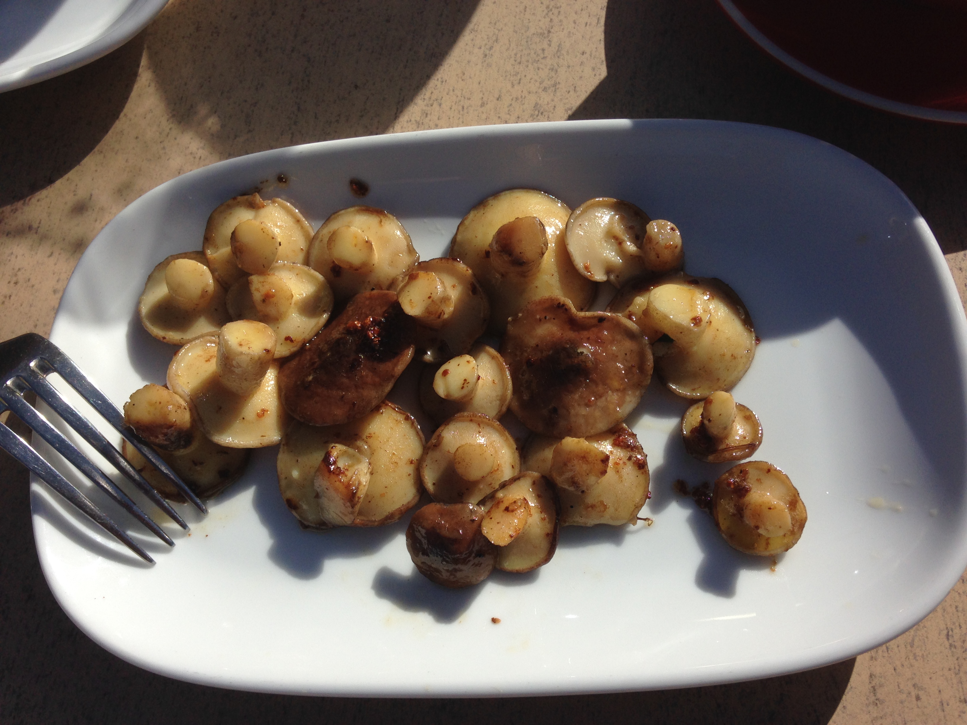 Maxs May Mushroom Meander- Public tour