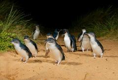 Private Phillip Island Penguin Parade- Penguins Plus