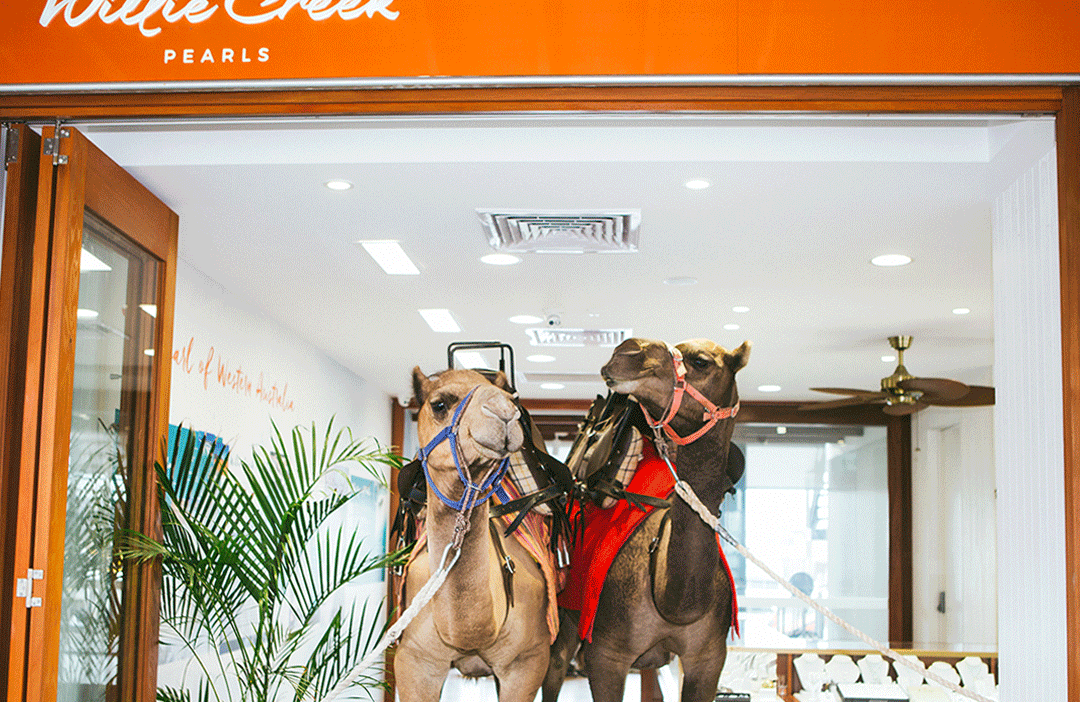 Camel Ride and Pearl Harvest - Perth