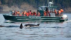 Whale Watching - Open Boat (3-7 hours) - Wild Whales Vancouver Reservations