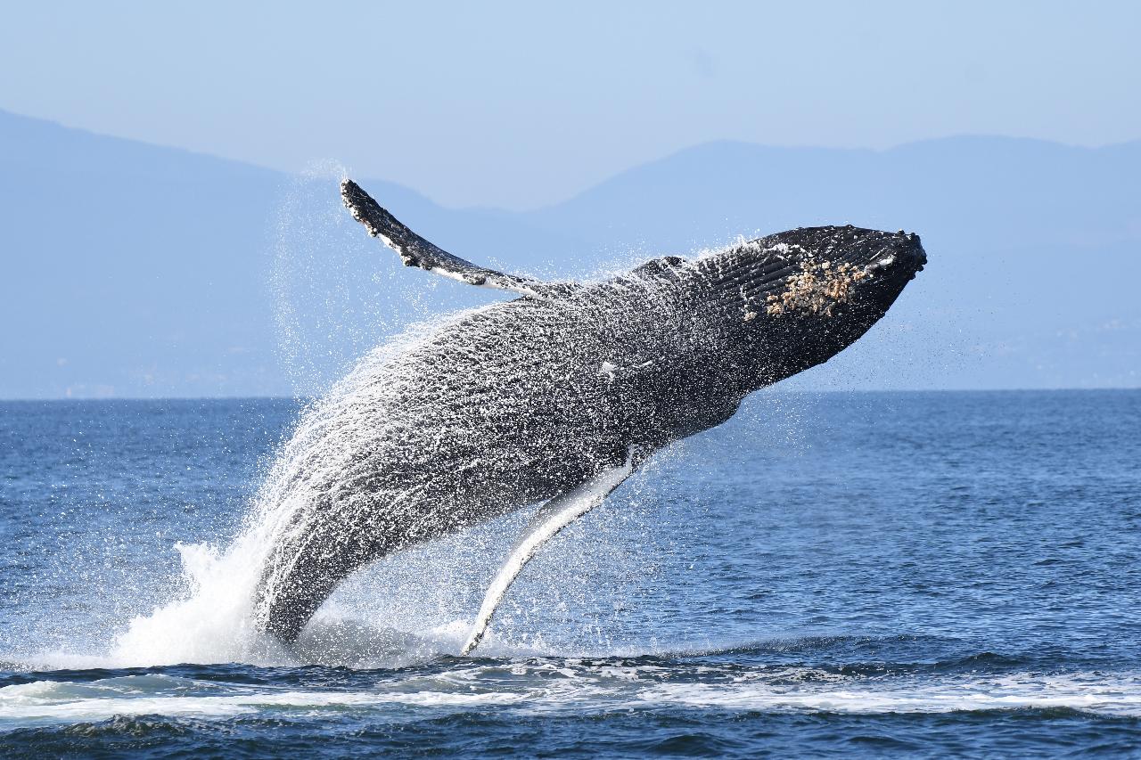 Gift Certificate - Whale Watching - Wild Whales Vancouver Reservations