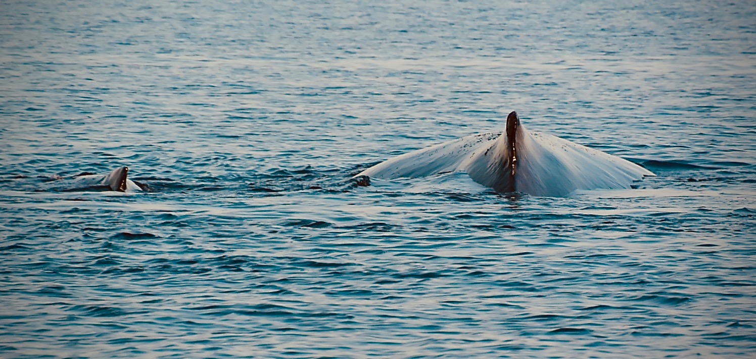 A day with the whale