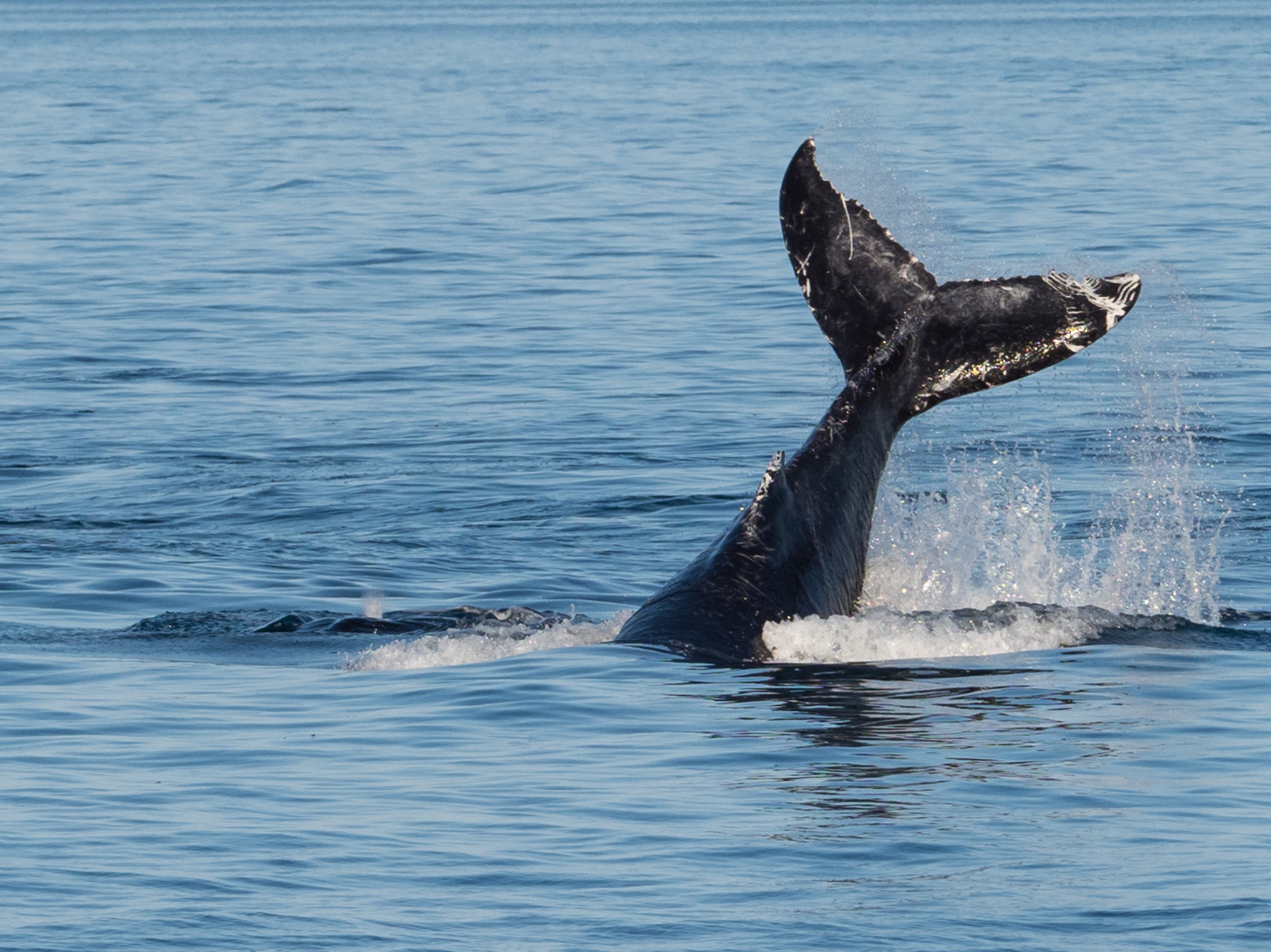 A day with the whale