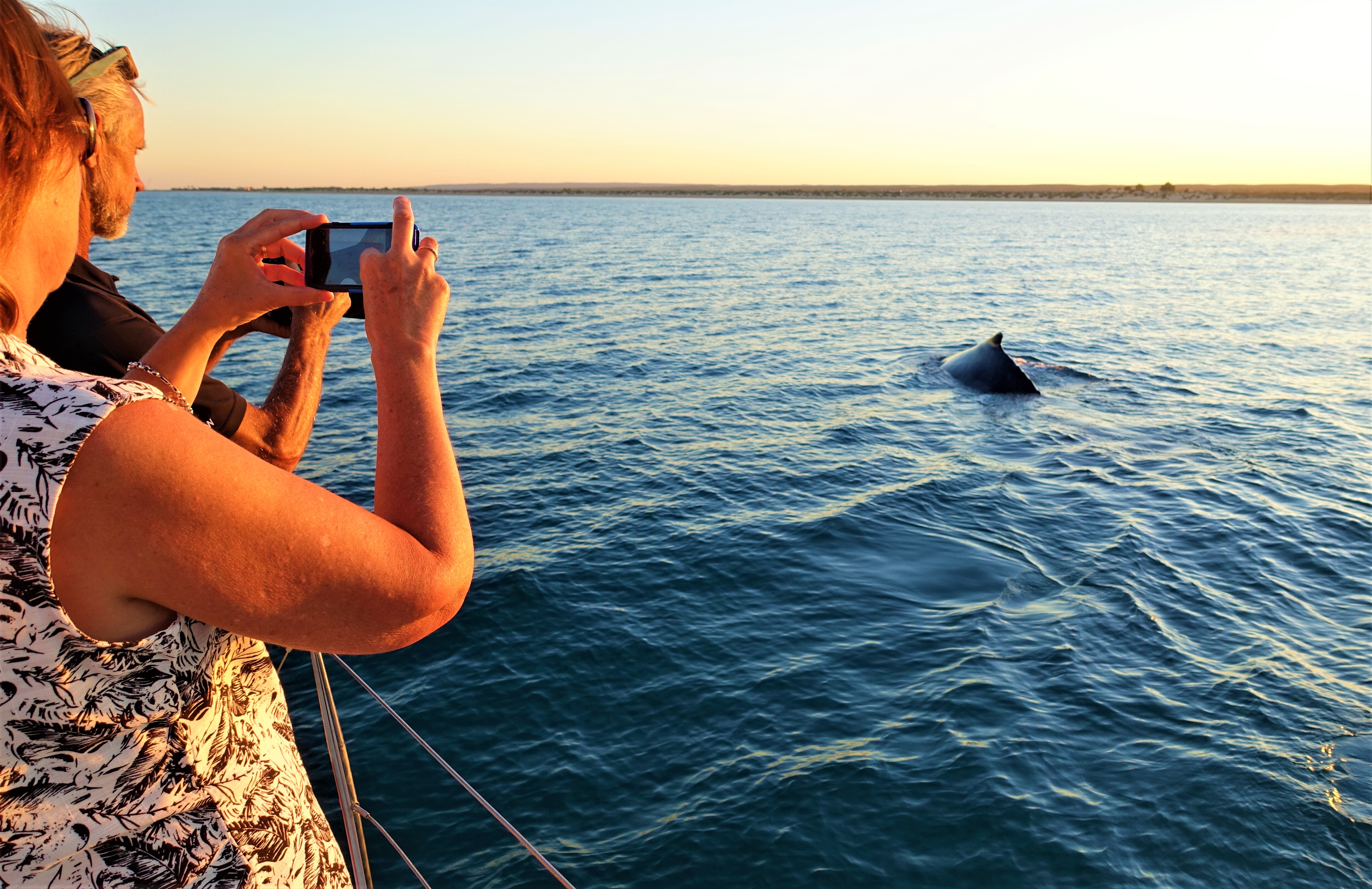 A day with the whale
